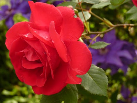 rose-blossom-bloom-red-rose-87469